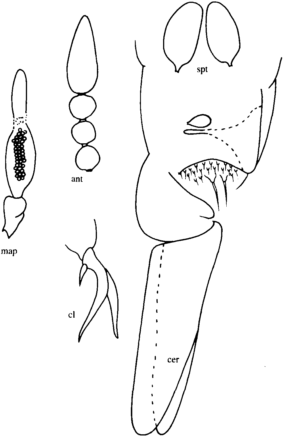 31.疲竭細(xì)蠓